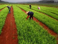 安平縣召開“十四五規(guī)劃”編制和“多規(guī)合一”工作調(diào)度會！