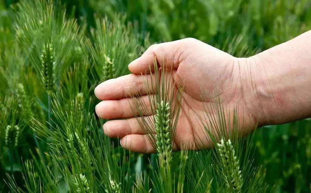 國家要重點(diǎn)建設(shè)1000個鄉(xiāng)村振興示范村鎮(zhèn)